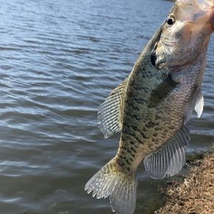 Meet your Posher, Preston